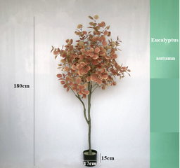 PREMIUM TREE EUCALYPTUS PINK