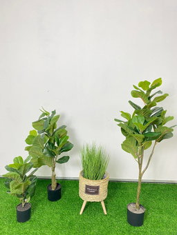 PREMIUM TREE FIDDLE FIG