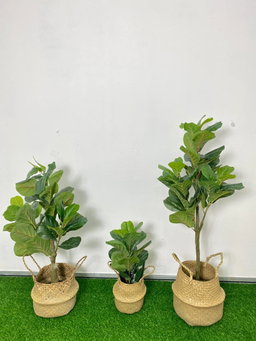 PREMIUM TREE FIDDLE FIG
