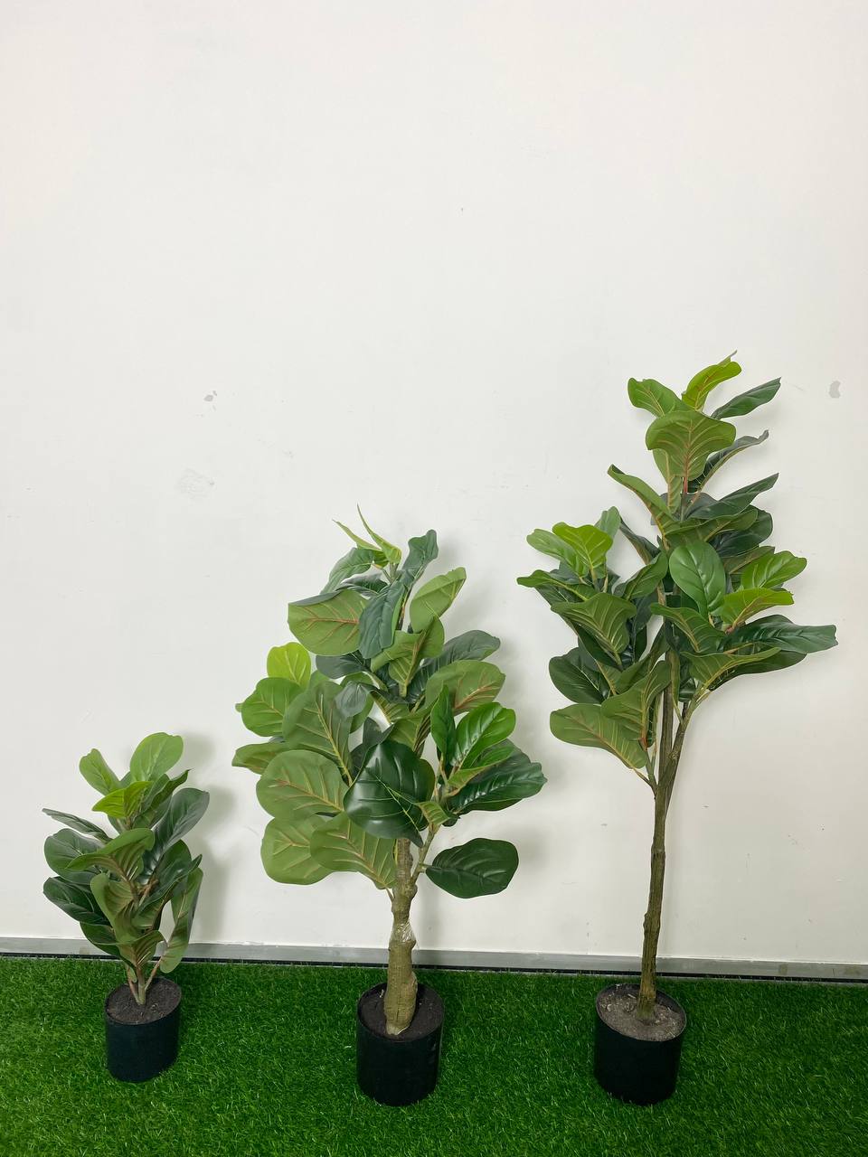 PREMIUM TREE FIDDLE FIG_1
