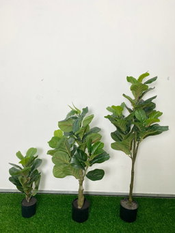 PREMIUM TREE FIDDLE FIG
