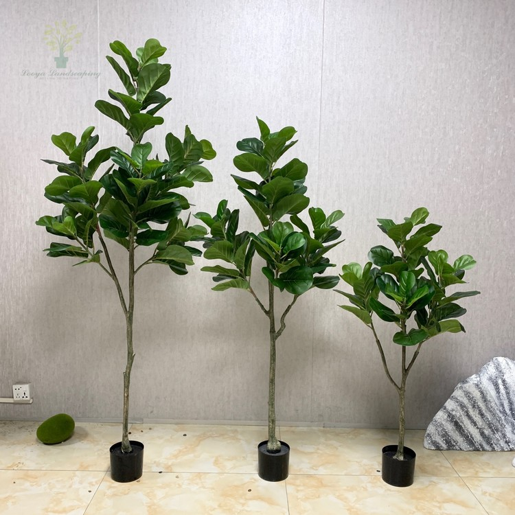 PREMIUM TREE FIDDLE FIG_4