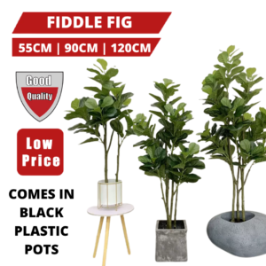 PREMIUM TREE FIDDLE FIG_0