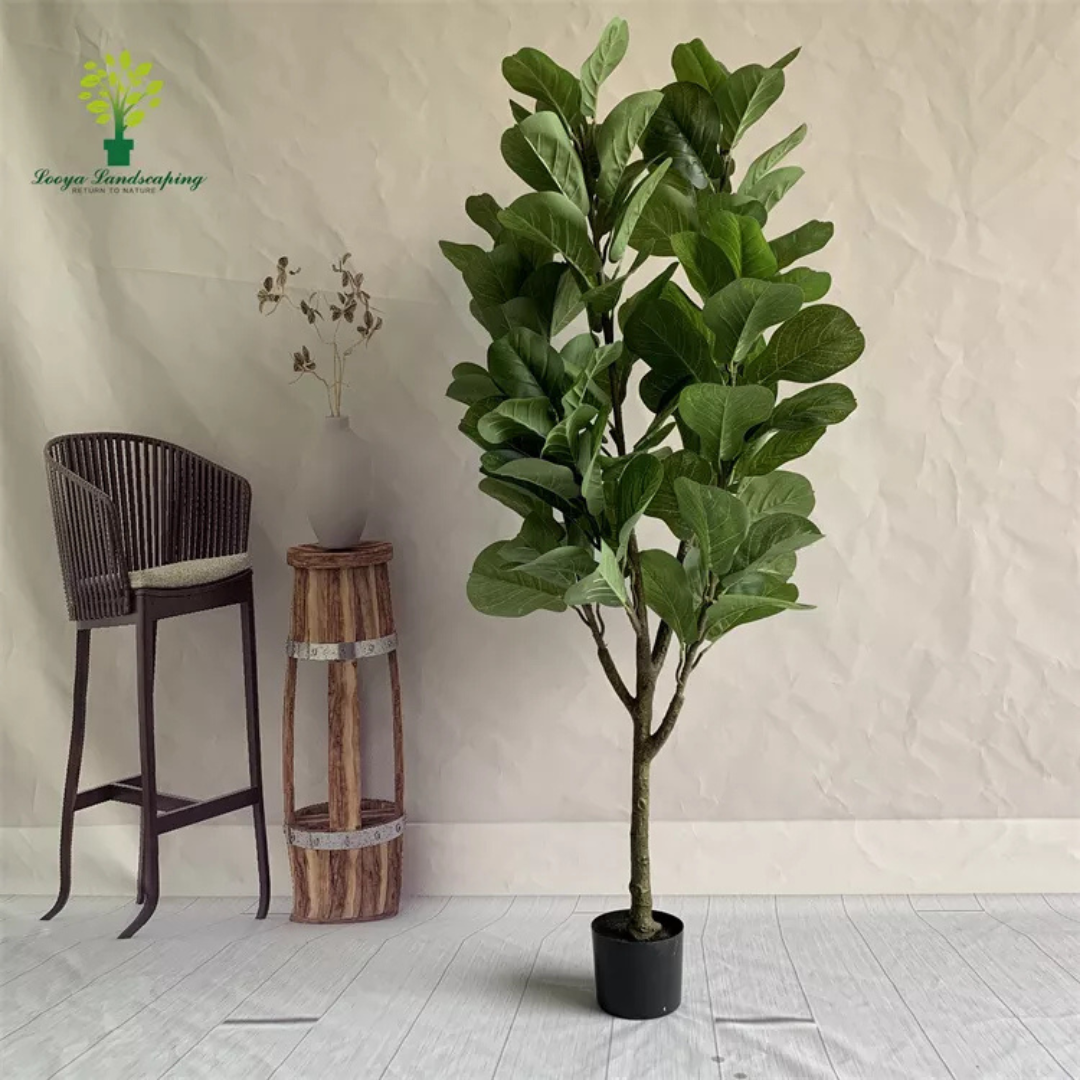 PREMIUM TREE FIDDLE FIG_6