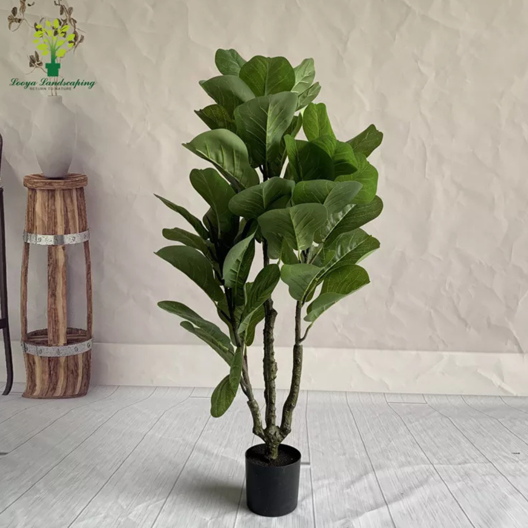 PREMIUM TREE FIDDLE FIG_8