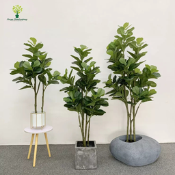 PREMIUM TREE FIDDLE FIG
