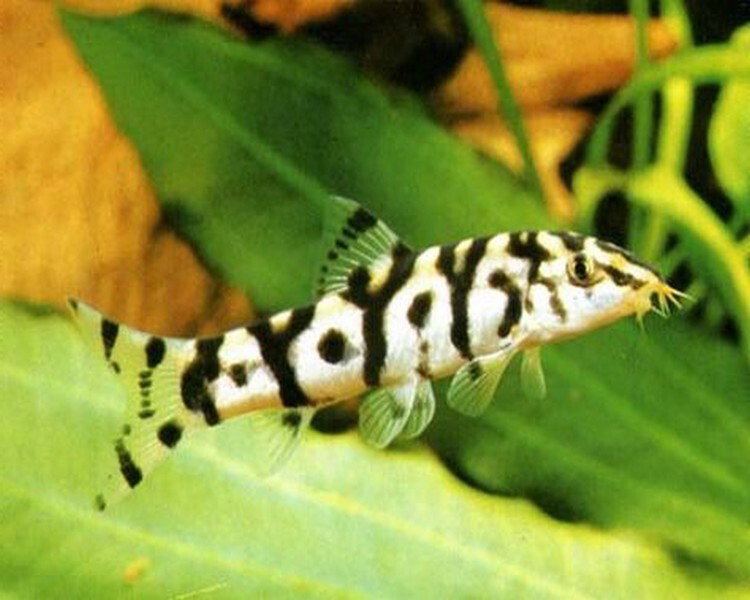 YoYo Loach (Black and White) 4.5cm_0