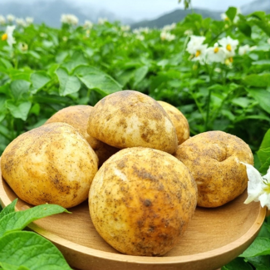 춘천 감자밭-감자빵  Chuncheon Potato Farm - Potato Bread_0