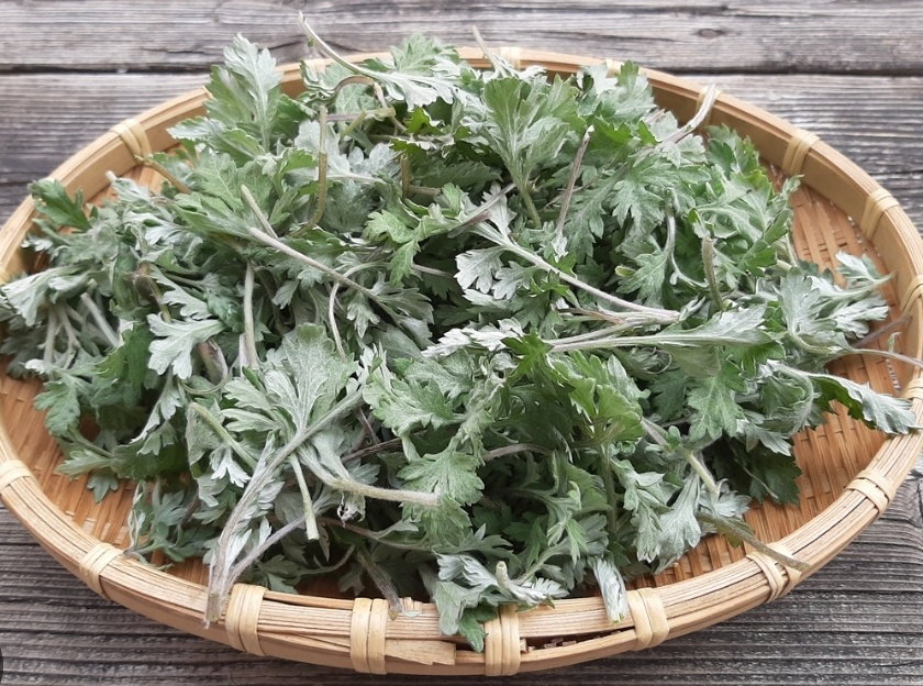 생쑥 400g  Fresh Mugwort 400g_0