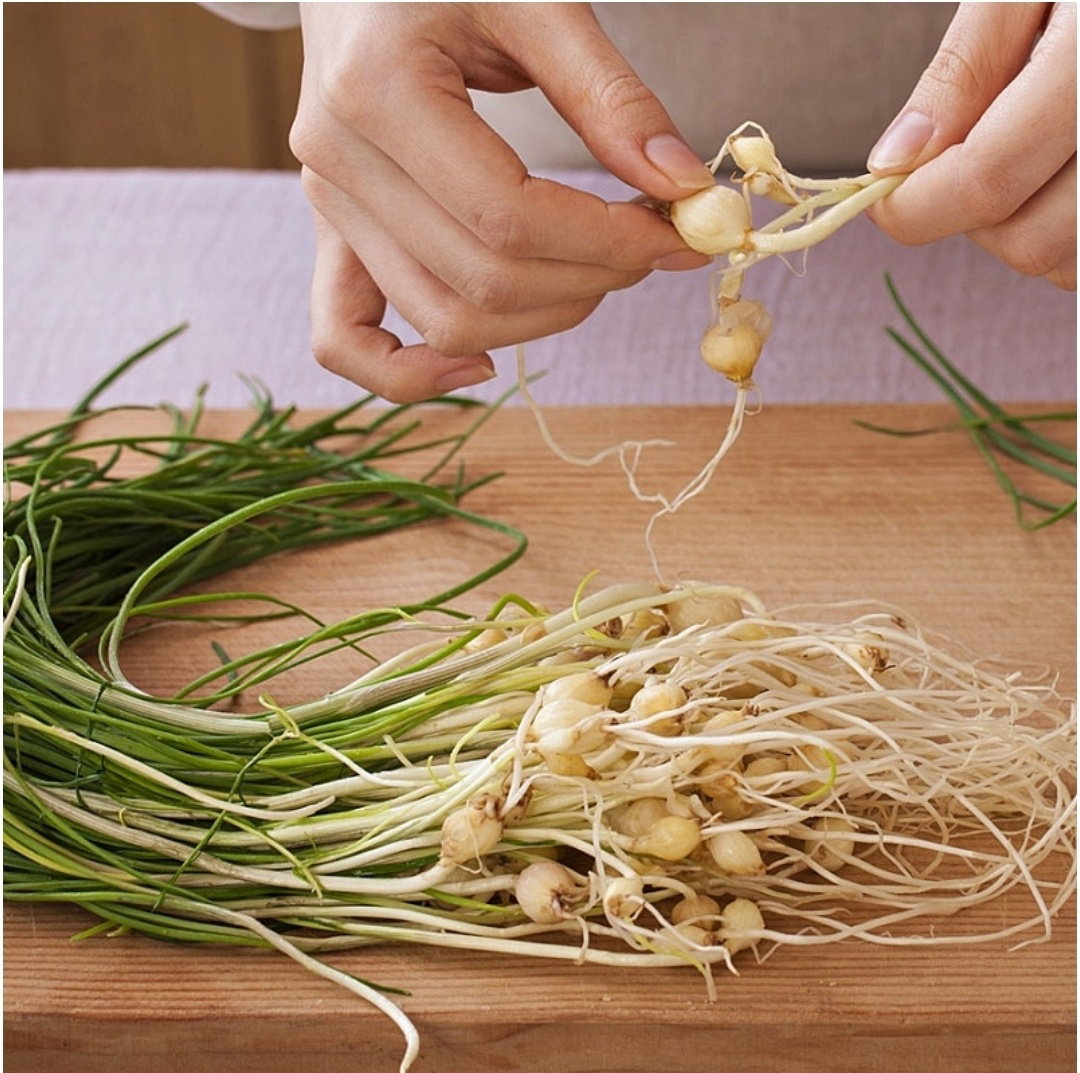 달래 100g  Wild Chive 100g_0