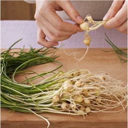 달래 100g  Wild Chive 100g