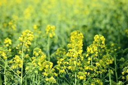유채 250g×2  Canola Greens 250g x2