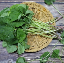 머위 150g 2개  Butterbur 150g x 2