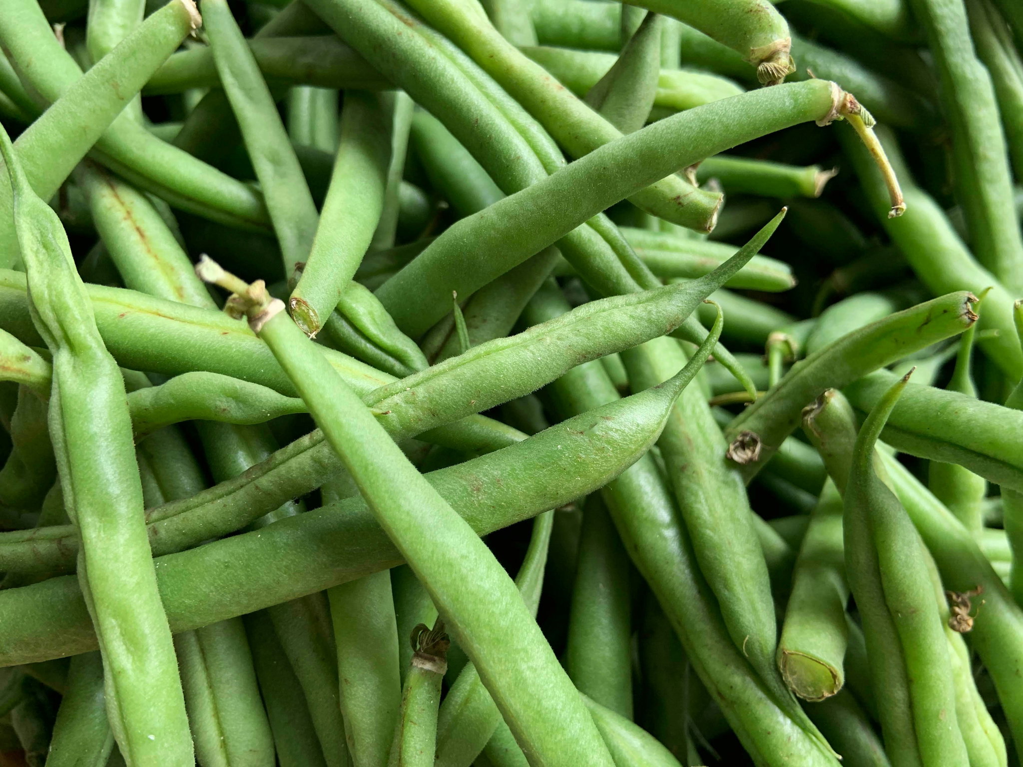 Haricots verts_0