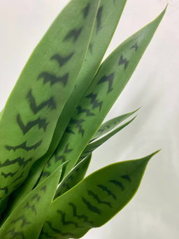 PREMIUM TREE SANSEVEIERIA GREEN