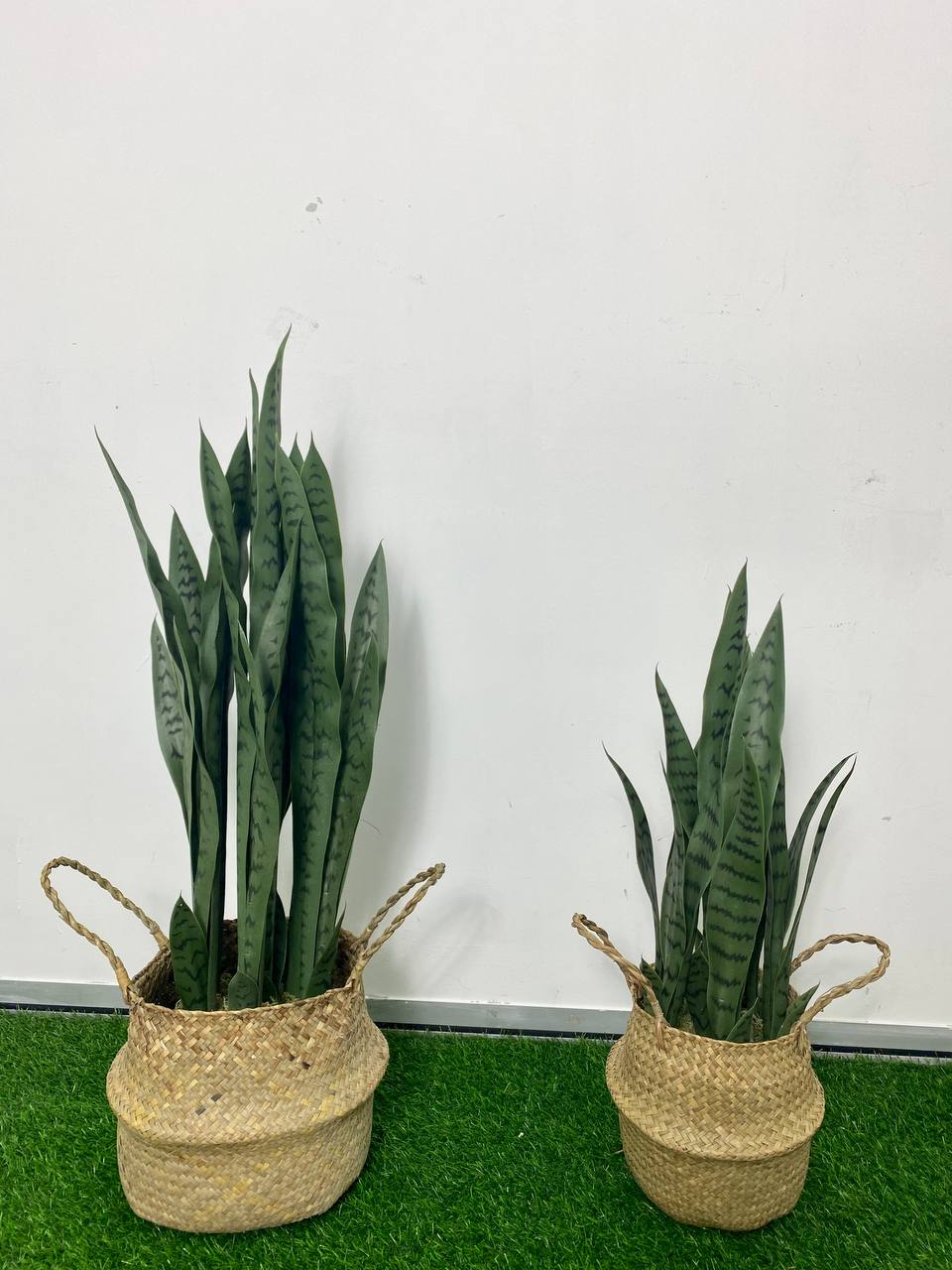 PREMIUM TREE SANSEVEIERIA GREEN_1