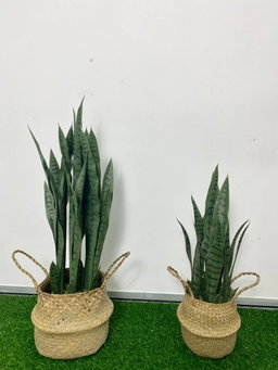 PREMIUM TREE SANSEVEIERIA GREEN