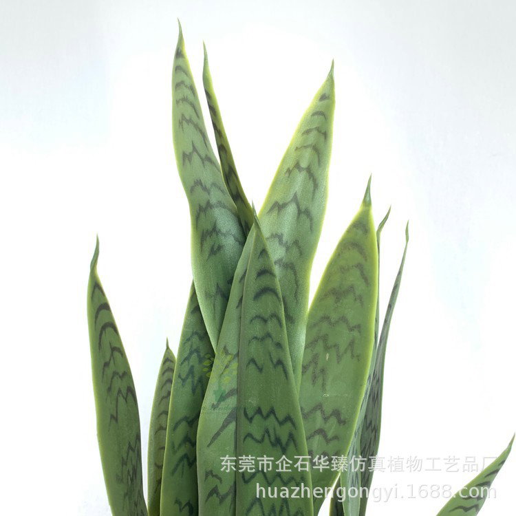 PREMIUM TREE SANSEVEIERIA GREEN_4
