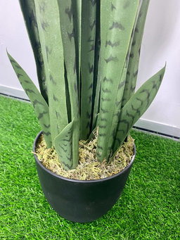 PREMIUM TREE SANSEVEIERIA GREEN