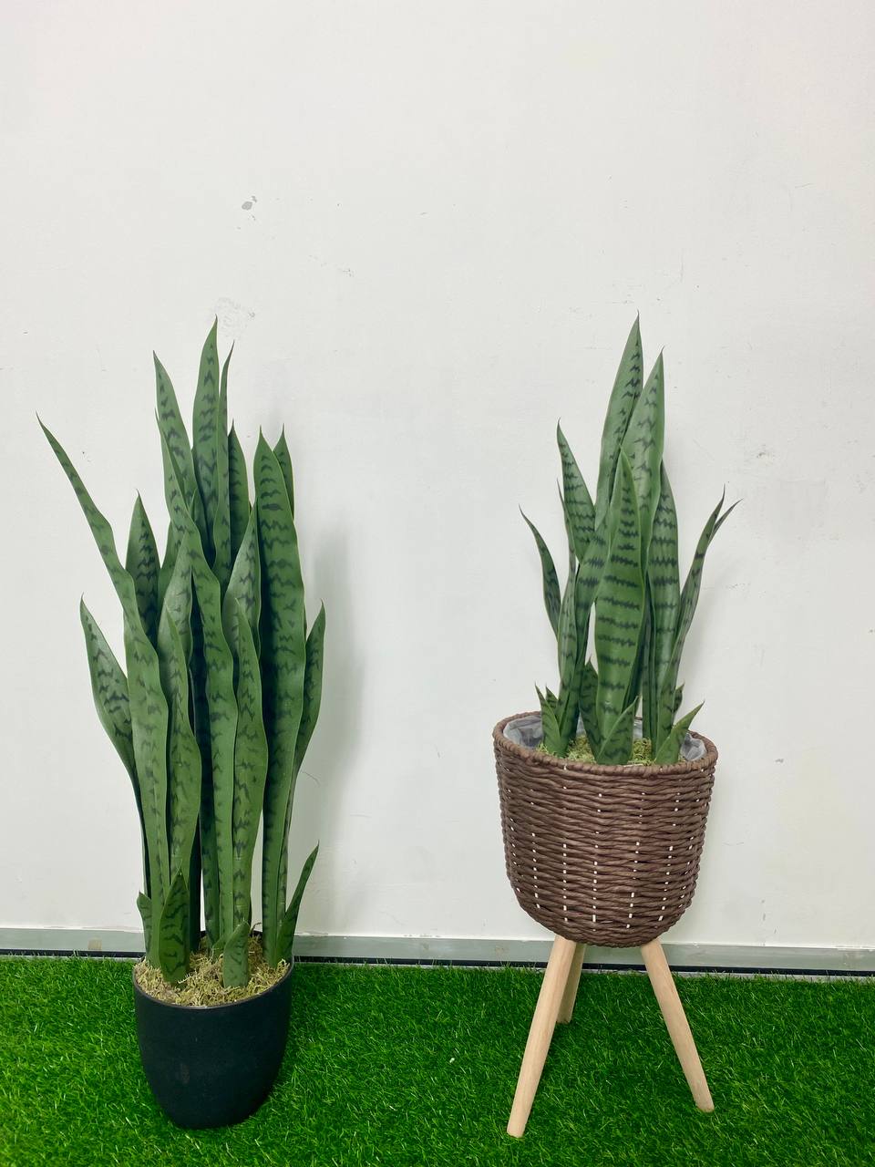 PREMIUM TREE SANSEVEIERIA GREEN_2