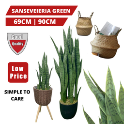 PREMIUM TREE SANSEVEIERIA GREEN
