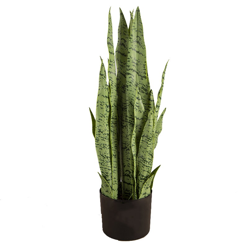 PREMIUM TREE SANSEVEIERIA GREEN_7