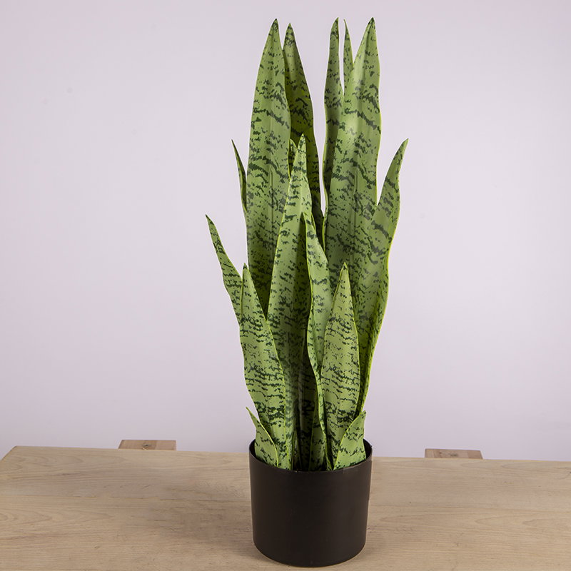 PREMIUM TREE SANSEVEIERIA GREEN_6