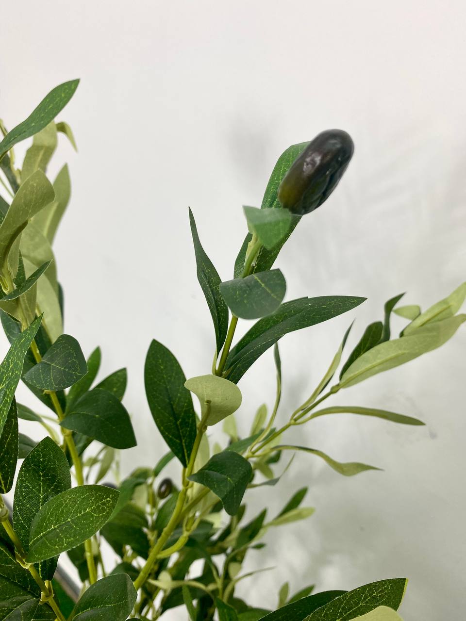 PREMIUM TREE OLIVE_3