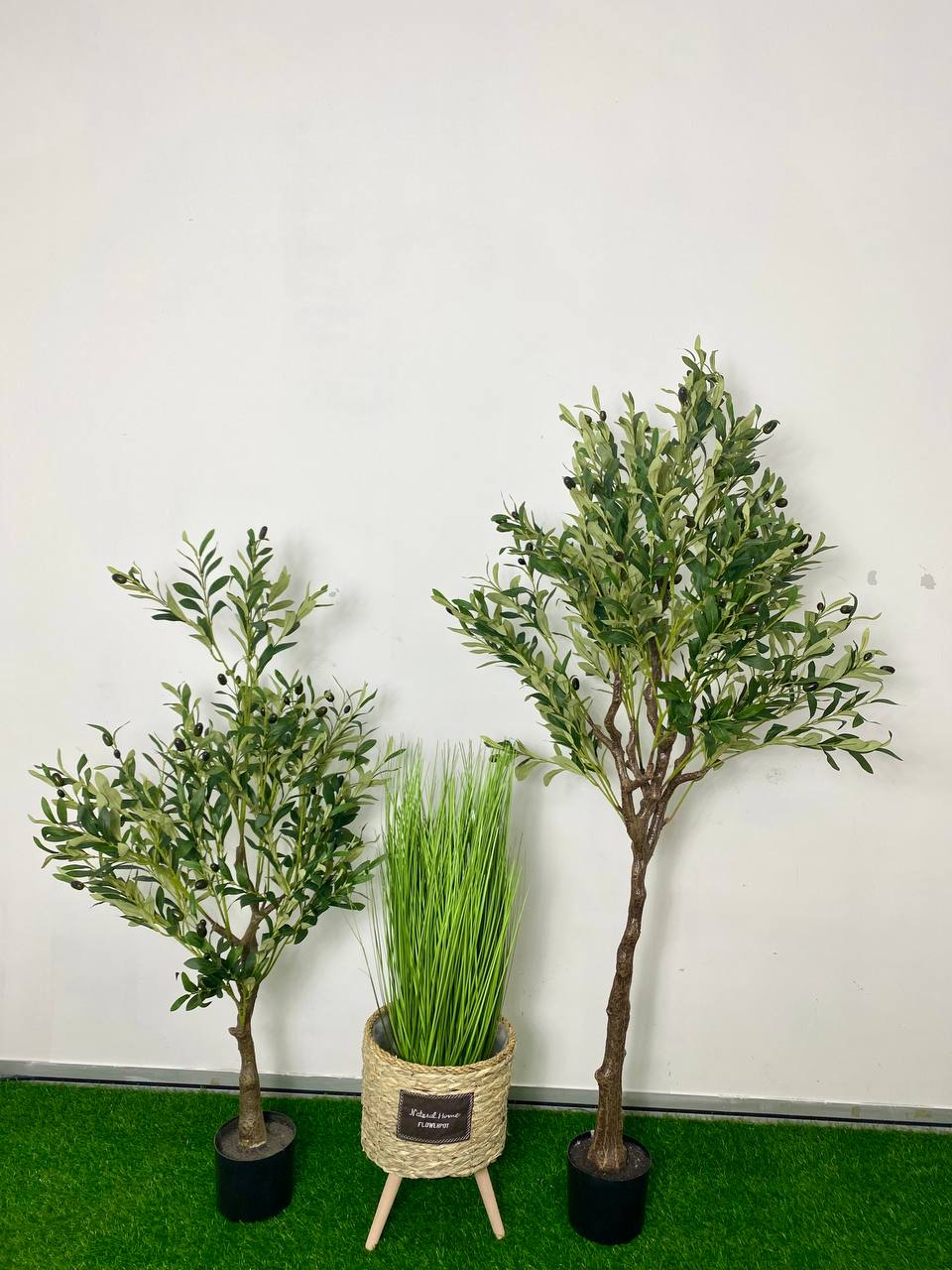 PREMIUM TREE OLIVE_2