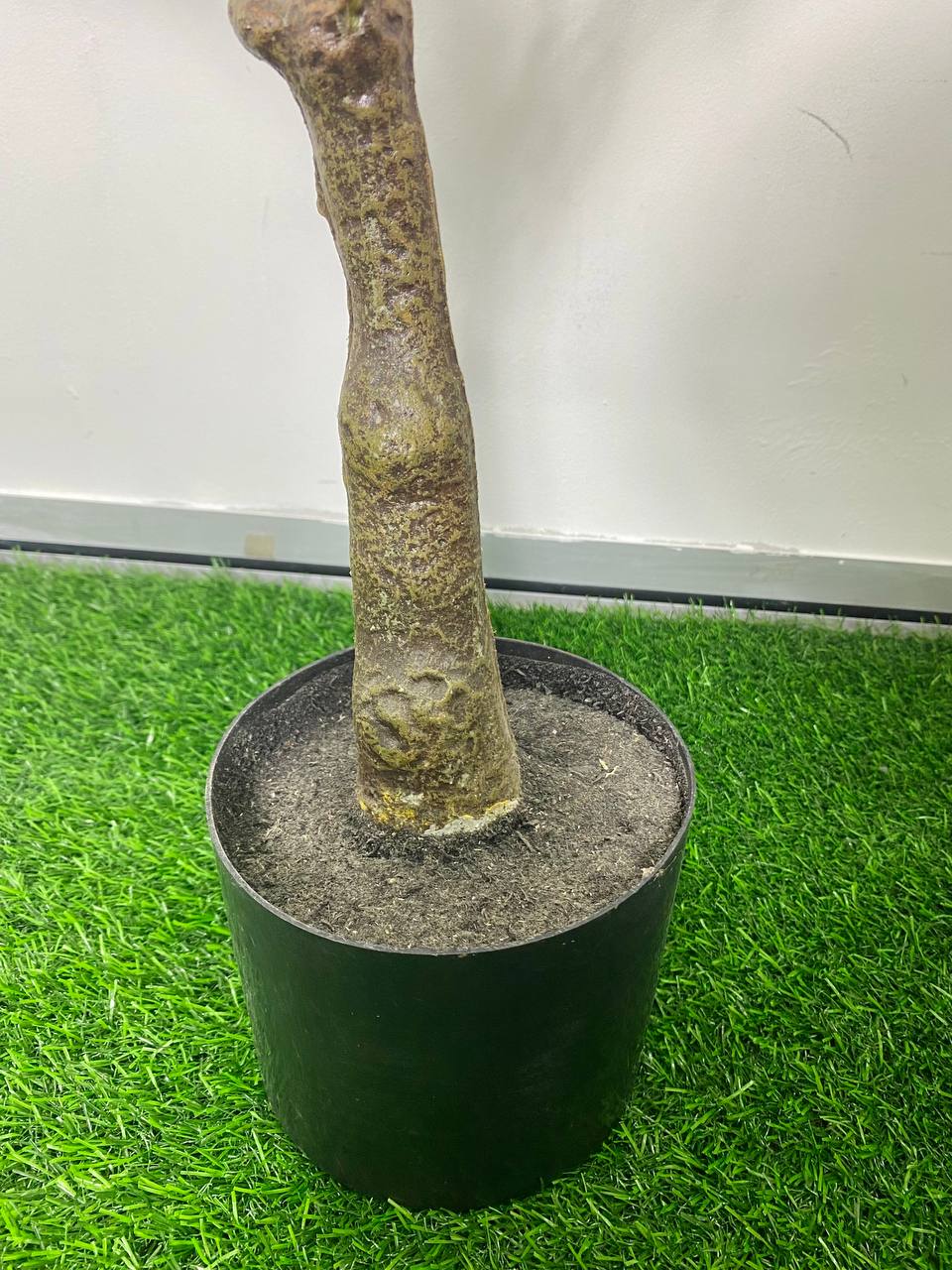 PREMIUM TREE OLIVE_4