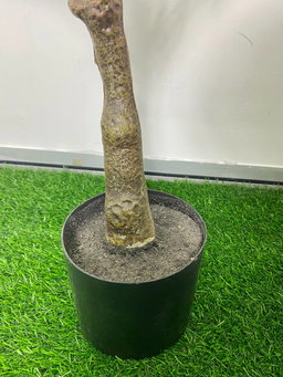 PREMIUM TREE OLIVE