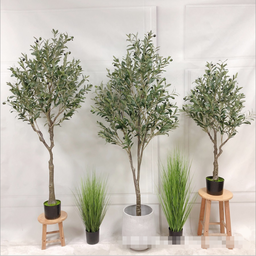 PREMIUM TREE OLIVE