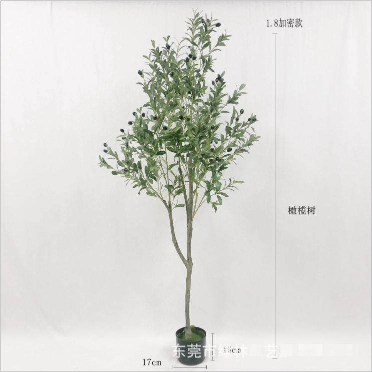 PREMIUM TREE OLIVE_5