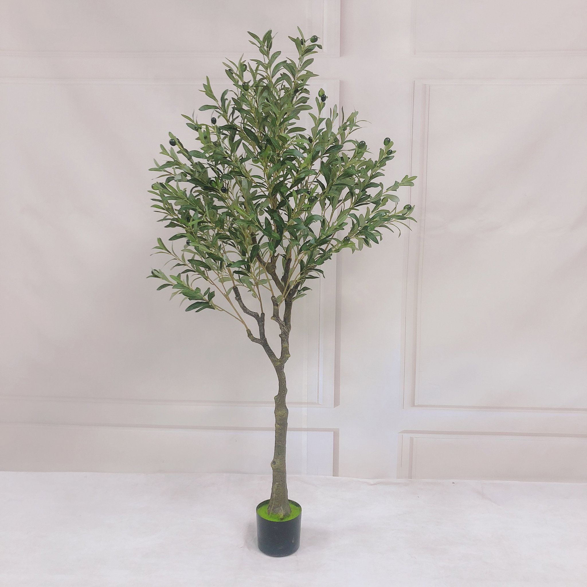 PREMIUM TREE OLIVE_6