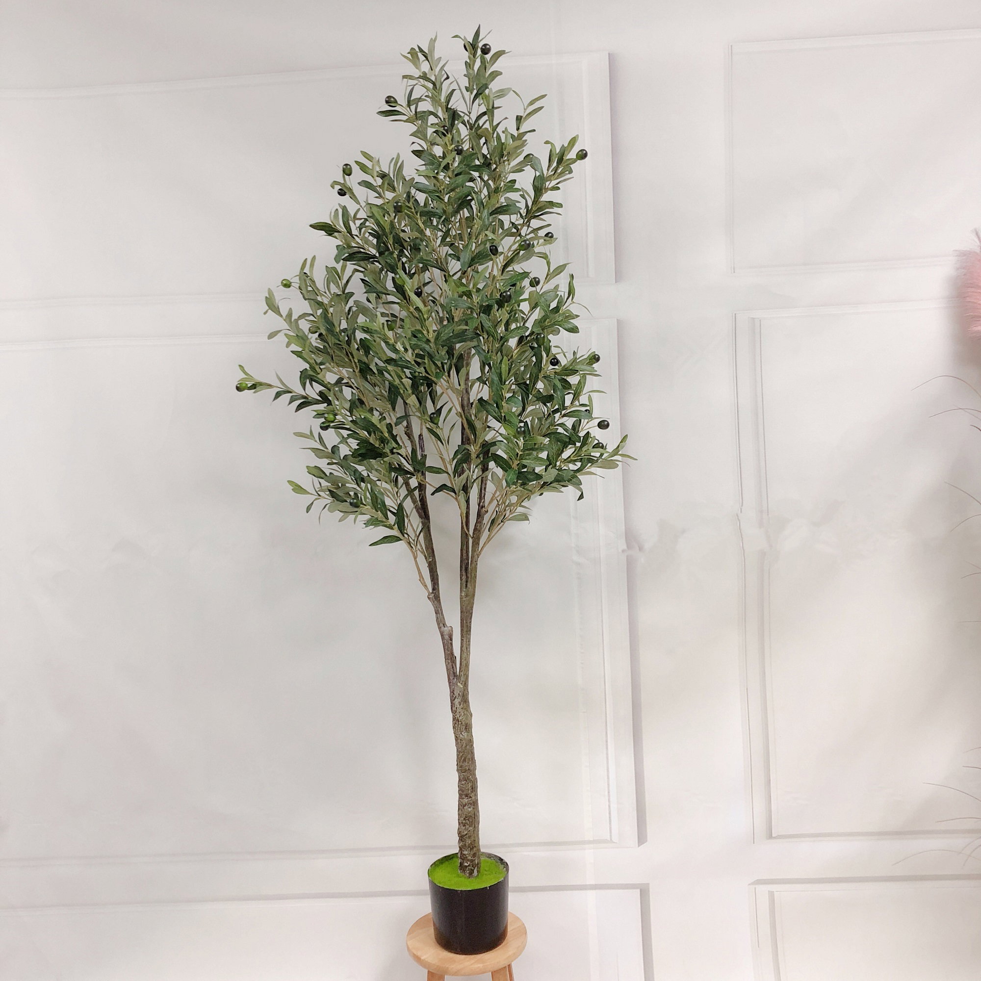 PREMIUM TREE OLIVE_7