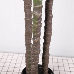 PREMIUM TREE YUCCA GREEN