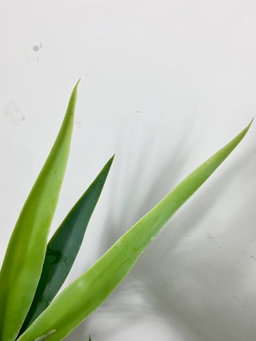 PREMIUM TREE YUCCA GREEN