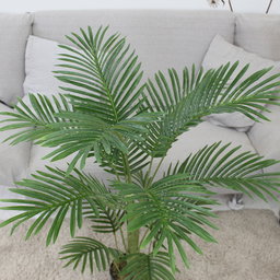 PREMIUM TREE PALM