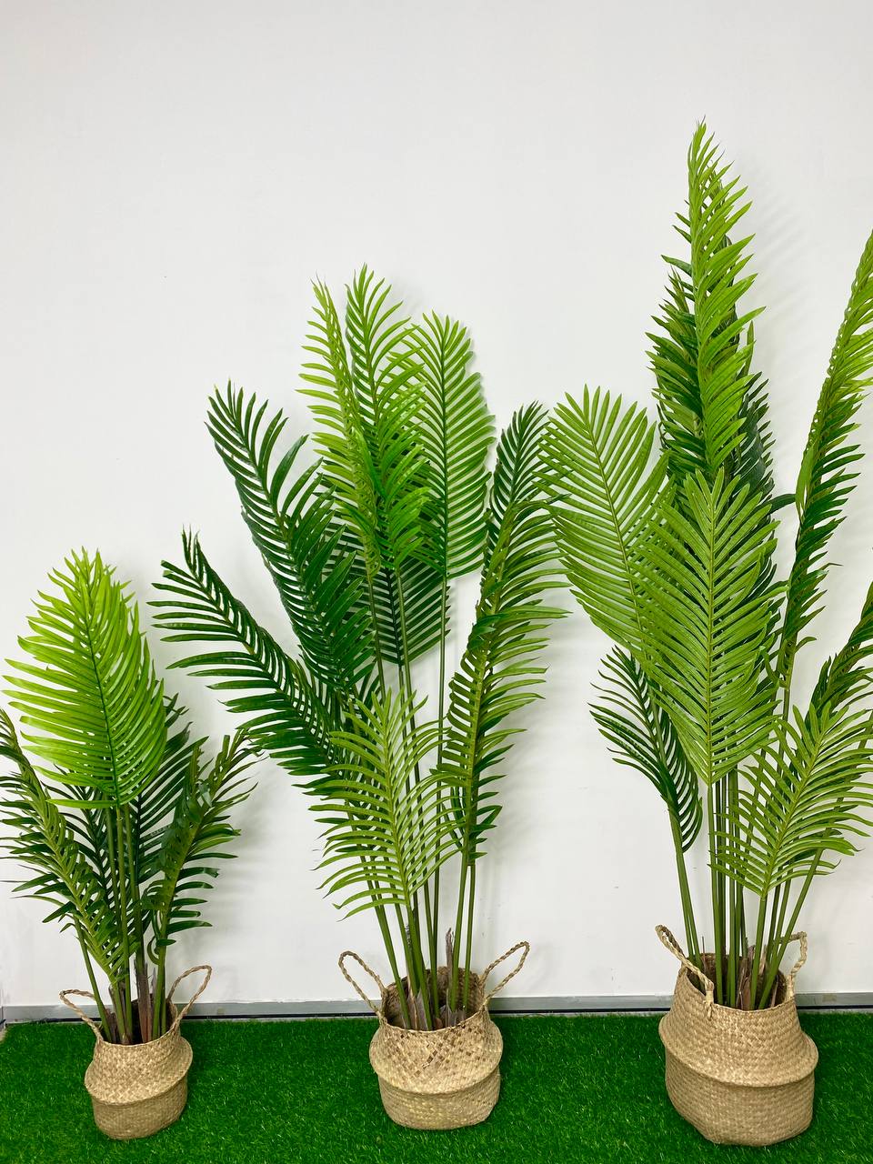 PREMIUM TREE PALM_3