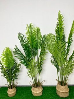 PREMIUM TREE PALM