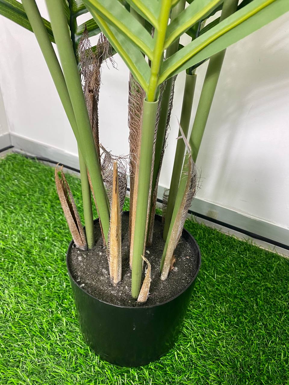 PREMIUM TREE PALM_5