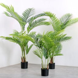 PREMIUM TREE PALM