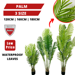 PREMIUM TREE PALM