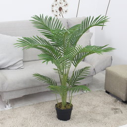 PREMIUM TREE PALM