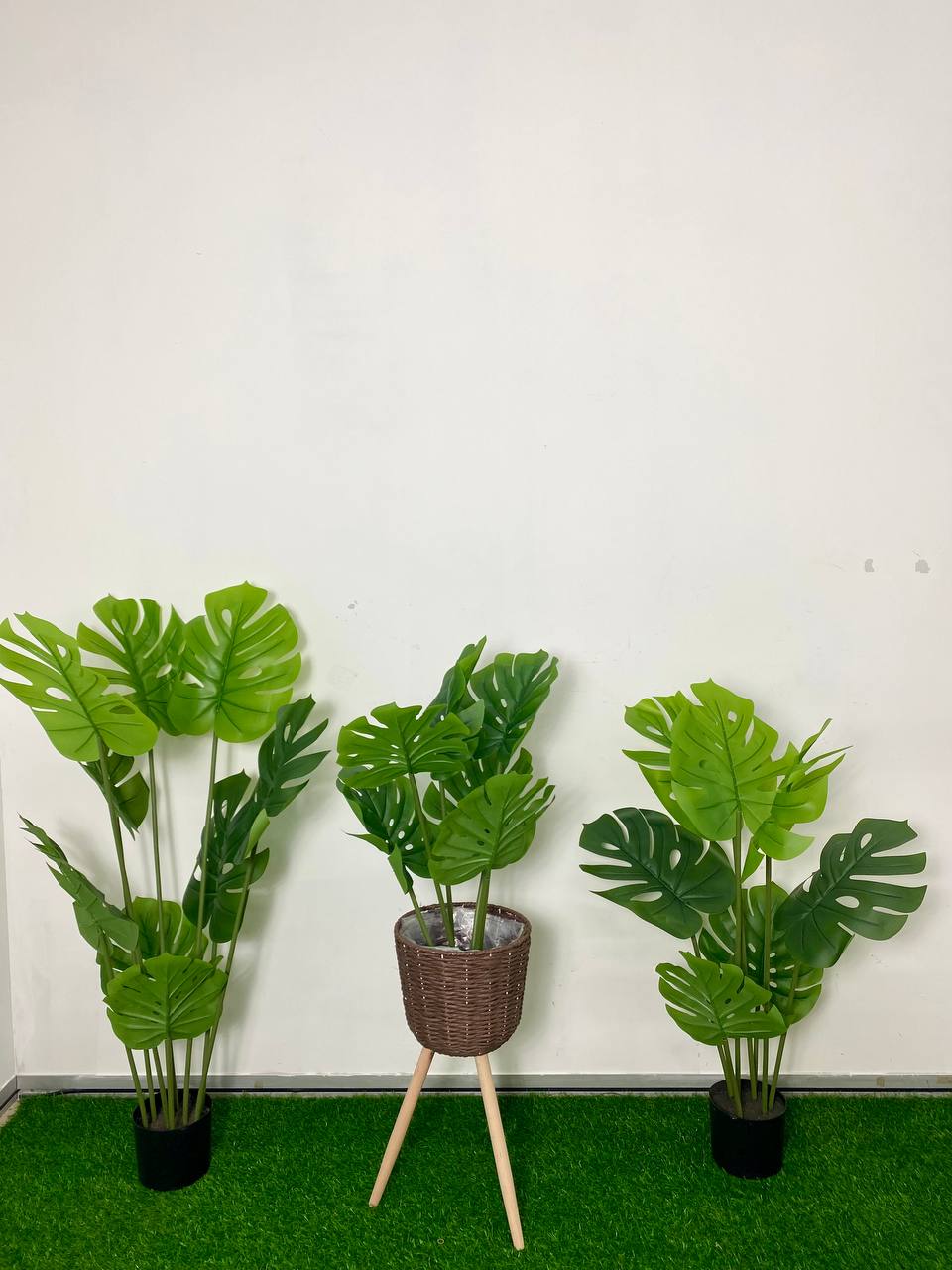 PREMIUM TREE MONSTERA_2