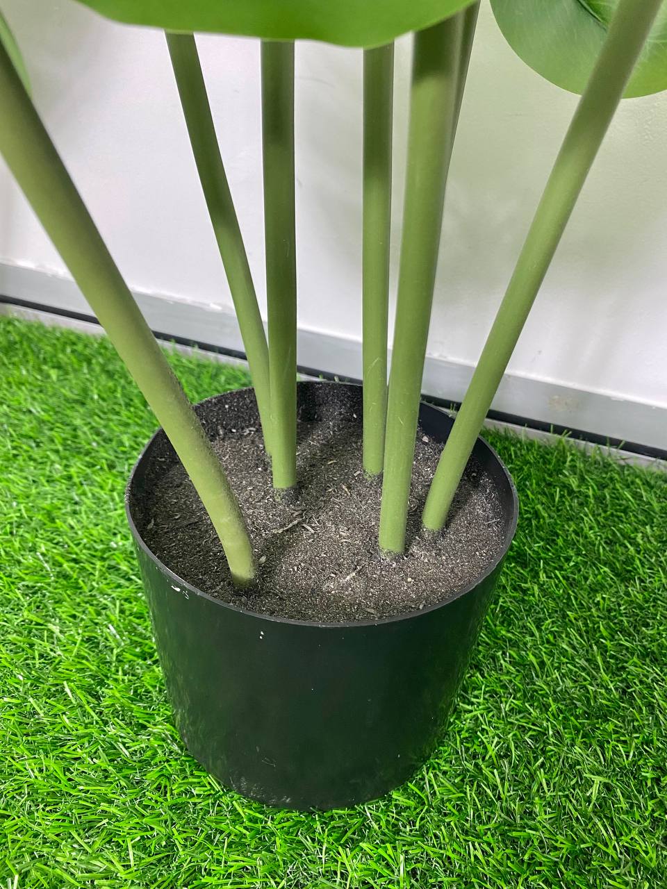 PREMIUM TREE MONSTERA_5