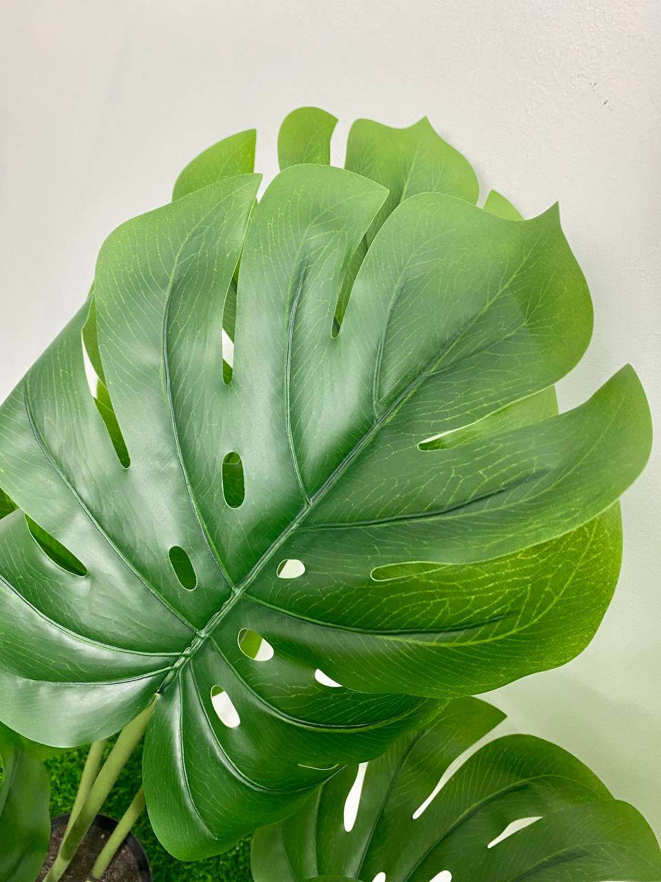 PREMIUM TREE MONSTERA_4