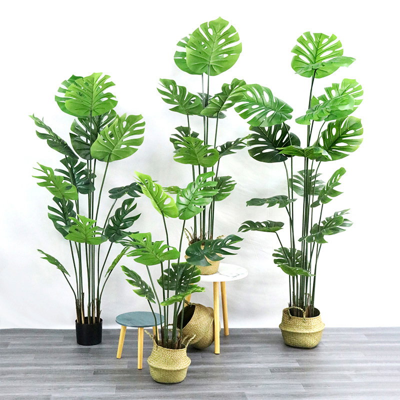 PREMIUM TREE MONSTERA_1