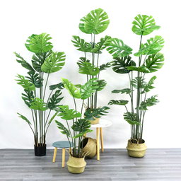 PREMIUM TREE MONSTERA