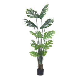 PREMIUM TREE MONSTERA